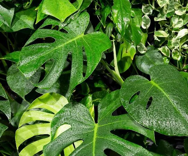 Deer Premium アパート *